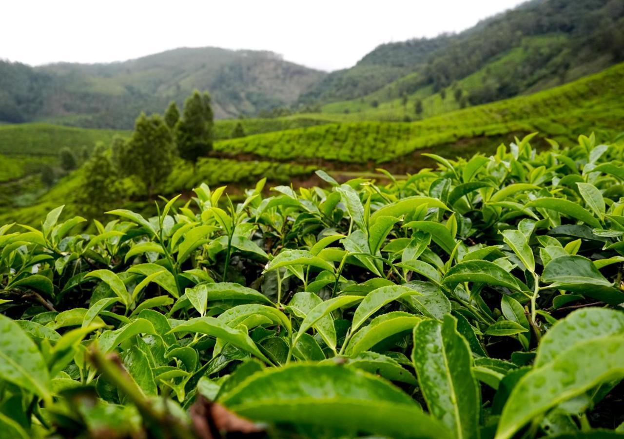 Arivikad Tea Bungalow Munnar By Voye Homes Suryanelli Buitenkant foto